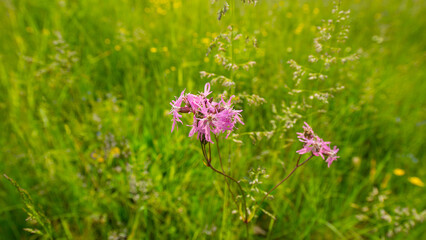lychnis flos-cuculi flower on a background of meadow grass. - 780331224