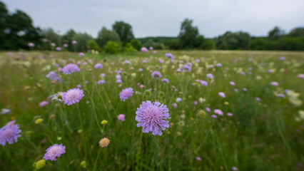 Knautia arvensis flower on a background of meadow grass. - 780331279