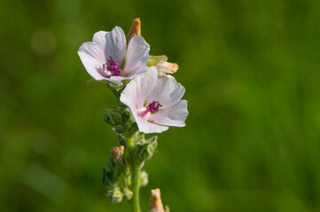 Altea medicinal blooms in the summer meadow. - 780331417