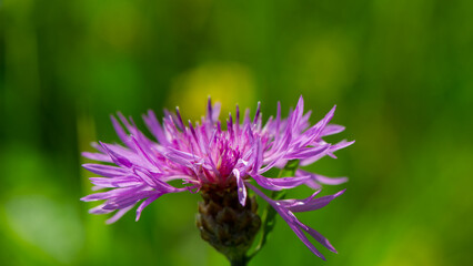 Cornflower flower on a blurred green meadow background. - 780331420