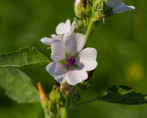 Fototapeta na wymiar Altea medicinal blooms in the summer meadow.