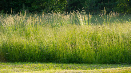 One strip of uncut meadow grass against a forest background. - 780331627