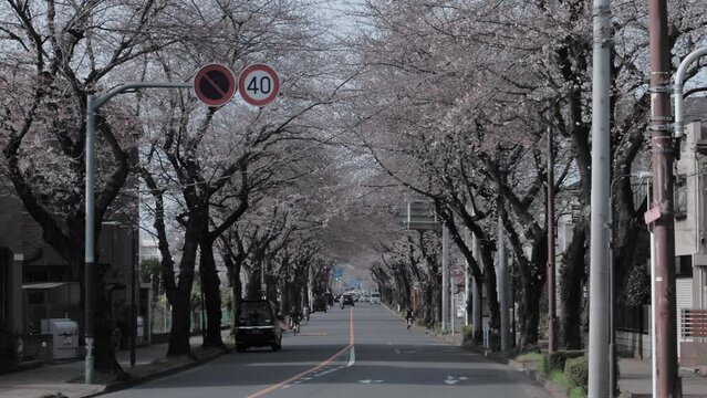 Spring in Tokyo : Rows of Sakura Cherry Blossom Trees in Half Bloom  |  Mitaka, Tokyo, Japan