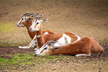 Resting Antelopes in Natural Setting