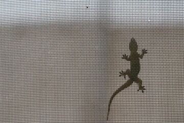 common house gecko (Hemidactylus frenatus) on window screen