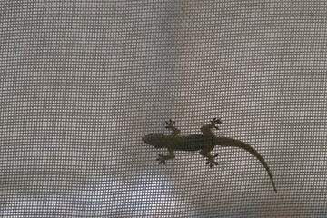Silhouette of a common house gecko (Hemidactylus frenatus) on window screen