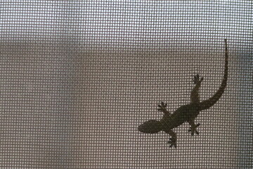 Silhouette of a Asian house gecko (Hemidactylus frenatus) on window screen