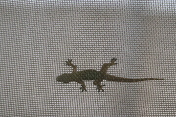 One common house gecko (Hemidactylus frenatus) on window screen