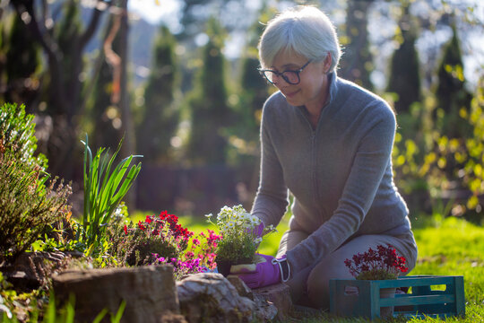 Attractive senior woman plants flowers in the garden