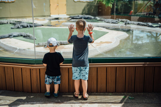 Two boys look through glass at alligators outdoors at zoo