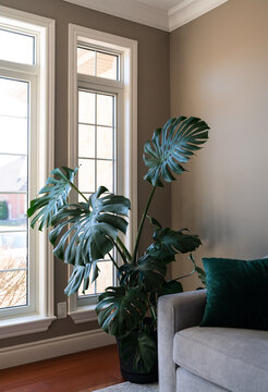 Large healthy potted monstera plant growing in corner of living room.