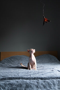 Small Devon Rex plaing with the feathers