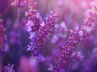 Obraz premium Sunset over lavender fields creating a tranquil and picturesque landscape