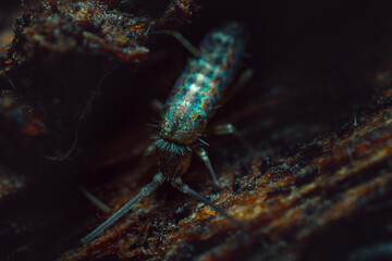 Springtails (Collembola) form the largest of the three lineages of modern hexapods 