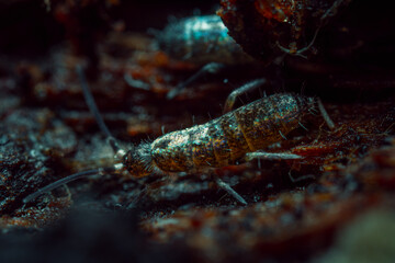 Springtails (Collembola) form the largest of the three lineages of modern hexapods 
