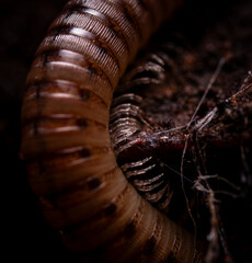 Feet of centipede / millipede, dark and moody
