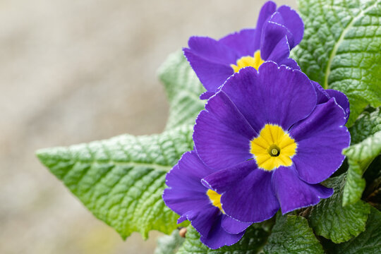 Blooming blue primrose with yellow center. Space for your text.