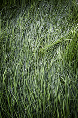 Wet grass in the forest - 780338601