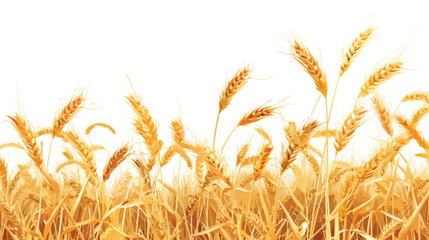 Golden wheat field flat vector isolated on white background