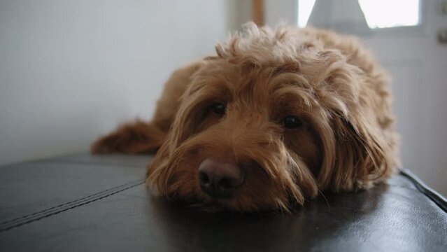 Goldendoodle pet at home, lying on the couch and looking at camera. Close up portrait