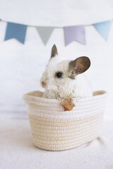 Domestic white chinchilla is sitting in a rag basket and holding dry apple in its paws. Concept of holidays and birthdays. - 780339620