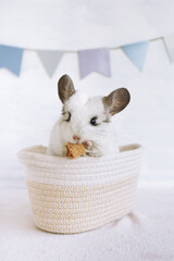 Cute white chinchilla in a rag basket is eating dry apple on a gray background with copy space. Concept of holidays and birthdays. - 780339659