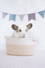 White fluffy chinchilla is sitting in a beige rag basket at home on a gray gray background with copy space. Concept of holidays and birthdays. - 780339682