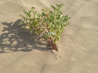 gram plant (Chickpea plant) in desert sand
