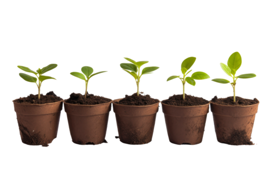 Row of Small Pots Filled With Plants. On a White or Clear Surface PNG Transparent Background.