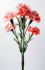 Elegant carnation in glass vase on white background 