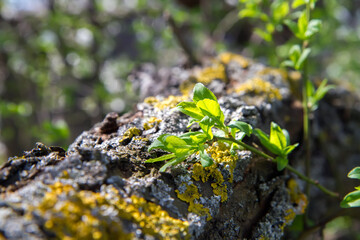 A terrestrial plant is emerging from the trunk of a tree, which is covered in lichen. A young plant against the background of an old mossy trunk.