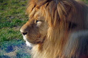 head of a calm, proud lion