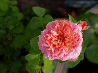 Pink roses in the garden of pink roses. Blooming Roses on the Bush. Growing roses in the garden.