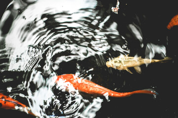 Nishiki-koi have been domesticated and bred to be kept as ornamental plants in small lakes, and are...