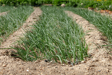 Growing green onion in garden beds close-up