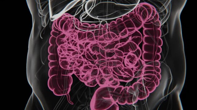 Human digestive system animations in X-ray mode | Animated Large intestine | irritable bowel syndrome
