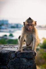 Little Asian monkey sitting on a rock, outdoors.