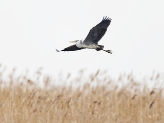 Gray heron