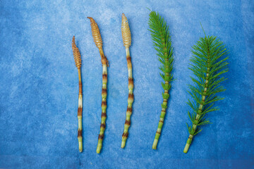 fresh branches of the medicinal plant horsetail, Equisetum arvense, used for health care, freshly...