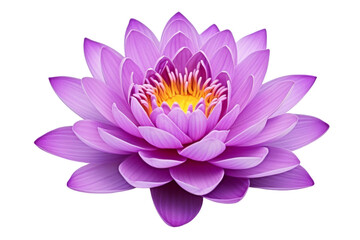 Obraz premium Purple Flower With Yellow Center on White Background. On a White or Clear Surface PNG Transparent Background.