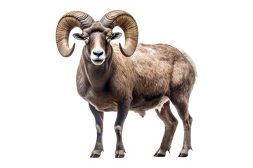 Majestic Ram With Large Horns Against White Background. On a White or Clear Surface PNG Transparent Background. - obrazy, fototapety, plakaty