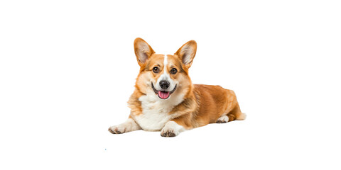 
Corgi dog sitting, happy face looking at the camera isolated on a white background