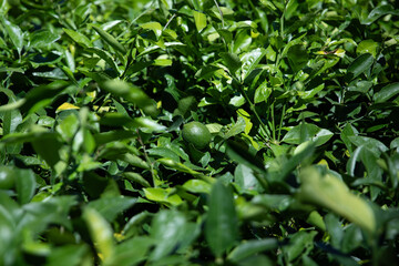 A single lime sitting in the middle of an orchard.