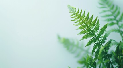 Close-up of a green fern plant with intricate leaf details and vibrant foliage in nature