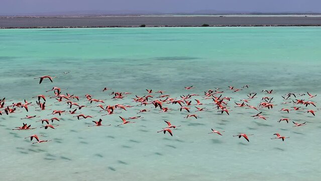 Flamingos Flying At Kralendijk In Bonaire Netherlands Antilles. Wildlife Landscape. Caribbean Background. Sea Birds Animals. Flamingos Flying At Kralendijk In Bonaire Netherlands Antilles.