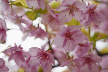 春の光に輝く河津桜
