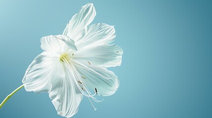 This is an image of a white flower in full bloom against a pale blue background.