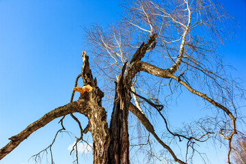 Trunk of a broken old birch against a blue sky
