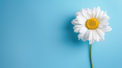 A beautiful chamomile flower in full bloom against a solid blue background.