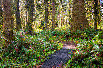 Fototapeta premium The Trail Around the Moss Covered Quinault Rainforest in Olympic National Park, Spring Time, Washington State